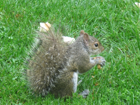 what does a grey squirrel look like?