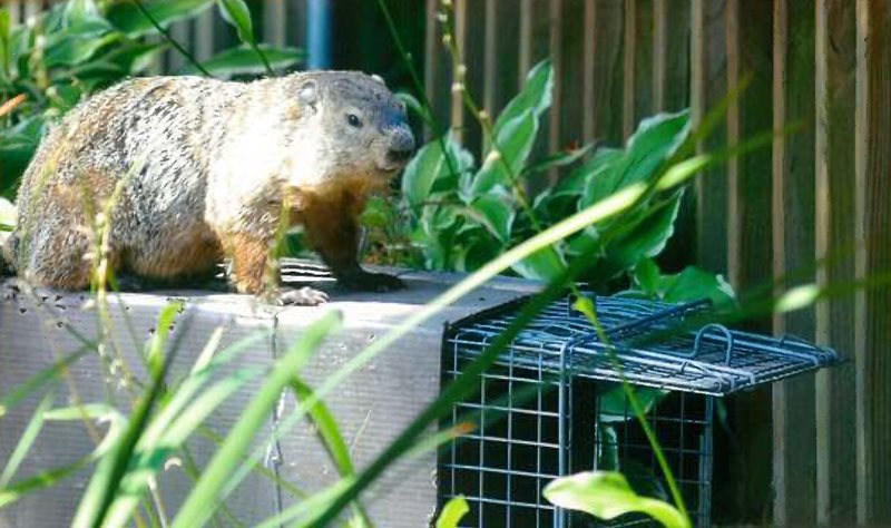 Groundhog vs. Woodchuck