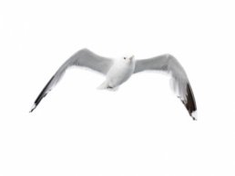 Image of Gulls