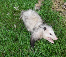 hissing opossum
