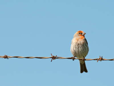 house finch on fence