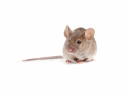 Image of a House Mouse