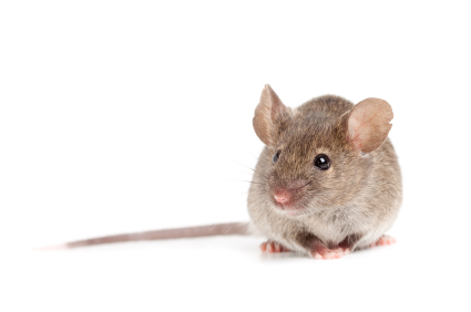 picture of a house mouse