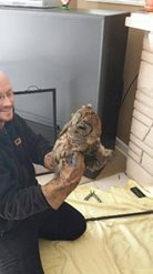 houston owl rescued from a fireplace