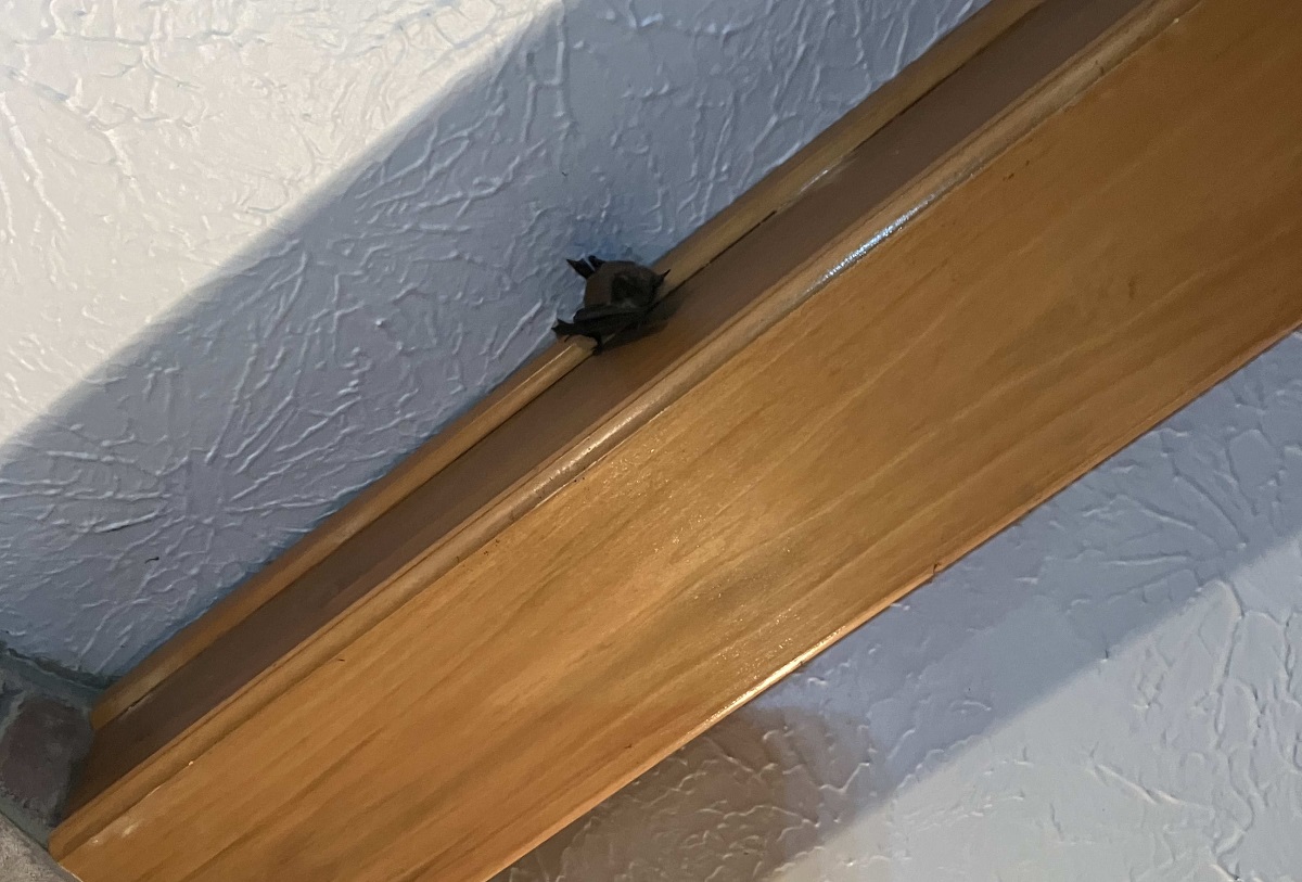 bat hanging from rafter inside