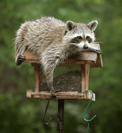A raccoon eating the food from a bird feeder
