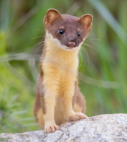 Image of a Weasel