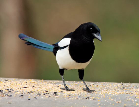 image of magpie on bird feeder
