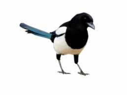 Image of Magpies