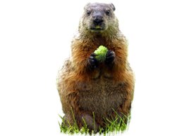 Image of a Marmot