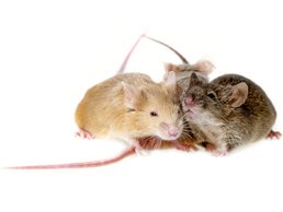 Image of Mice