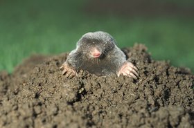 mole in a yard