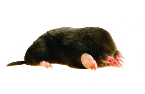 image of mole
