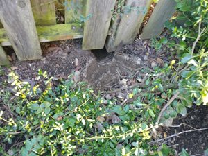 Mountain Beaver Damage Under Fence