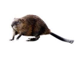 Image of Muskrats