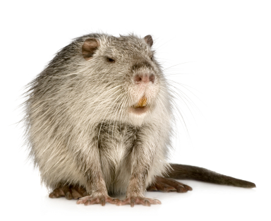 picture of a nutria