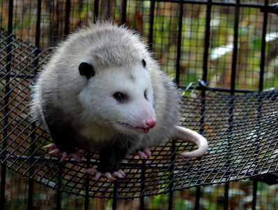 opossum in a yard