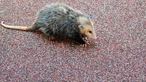 opossum on turf