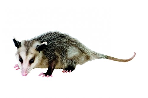image of opossum