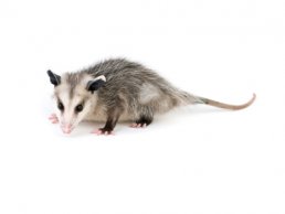 Image of Opossums