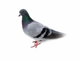 Image of Pigeons