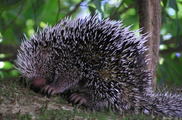 porcupine eating