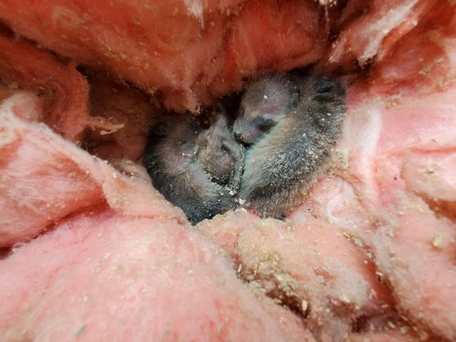 baby raccoons in insulation nest
