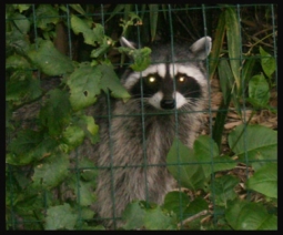 A raccoon trapped behind a fence.