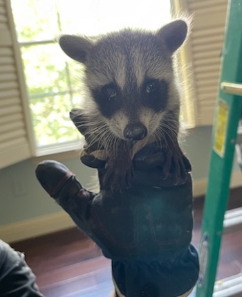 handling baby raccoon in chicago