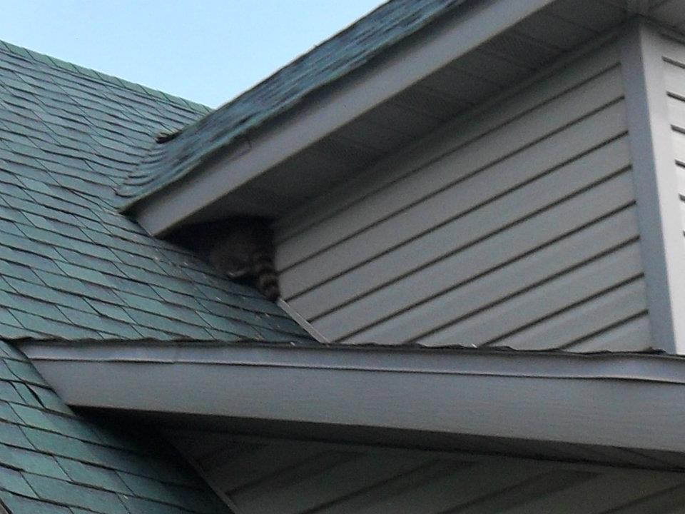 Raccoons on Roofs & in Soffits