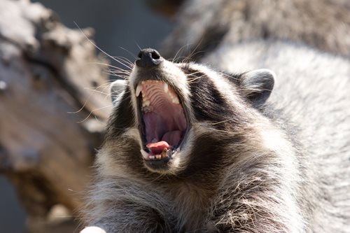 raccoon making vocal noises