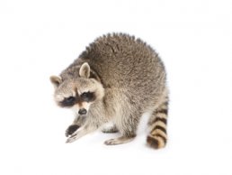 Image of Raccoon Removal