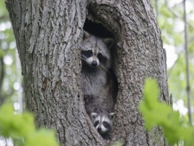 raccoons in tree hole