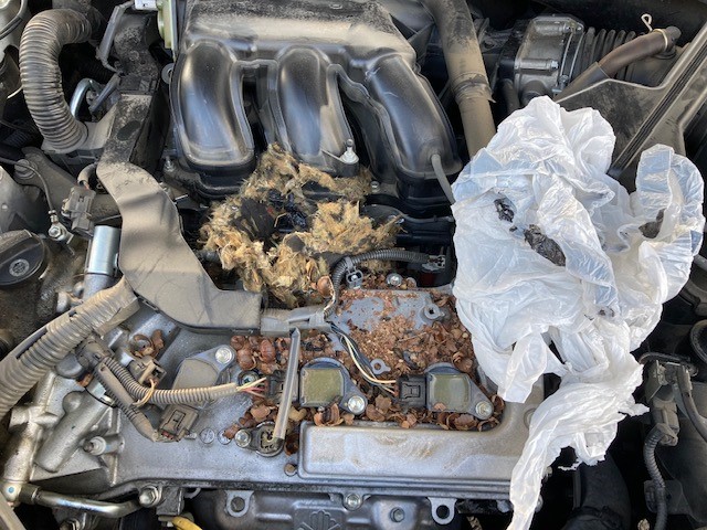 rat nest in car engine