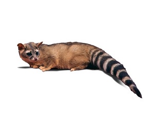 Image of Ring-Tailed Cat