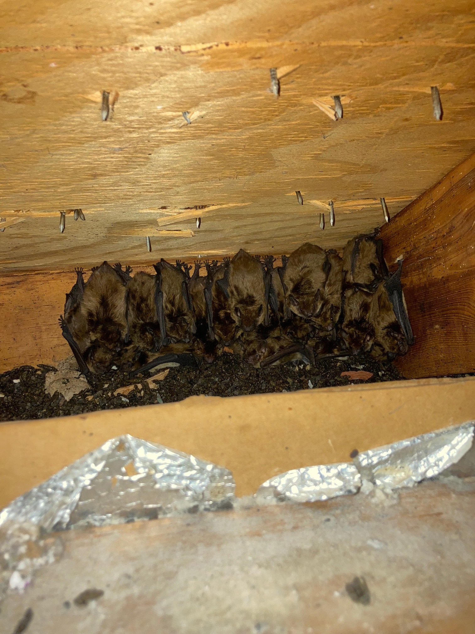 Bat Removal in Columbia, MO