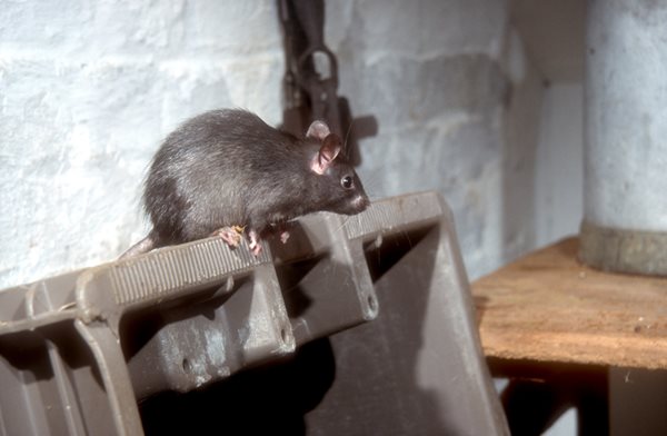 roof rat on trash bin