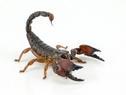 Image of Scorpions