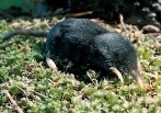 image of shrew mole