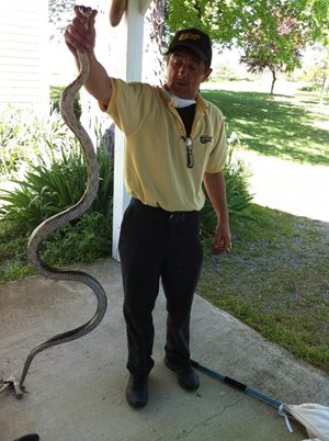 captured snake from bathroom