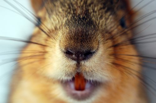squirrel face up close