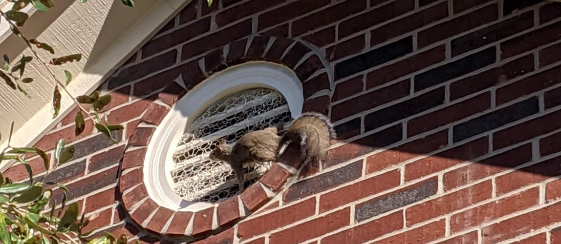 Squirrel Damage to Your House
