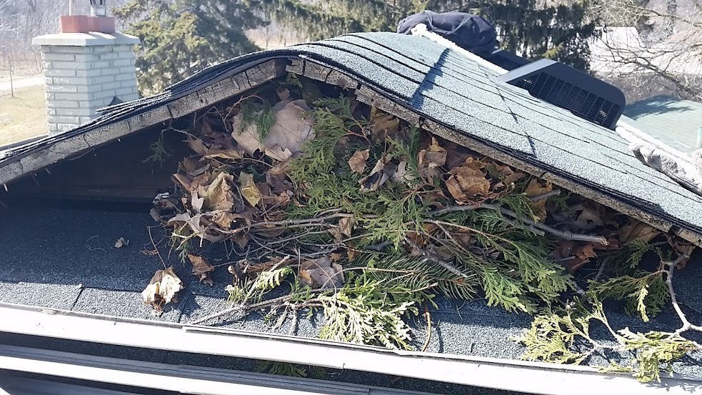 image of Squirrel Nest on Roof