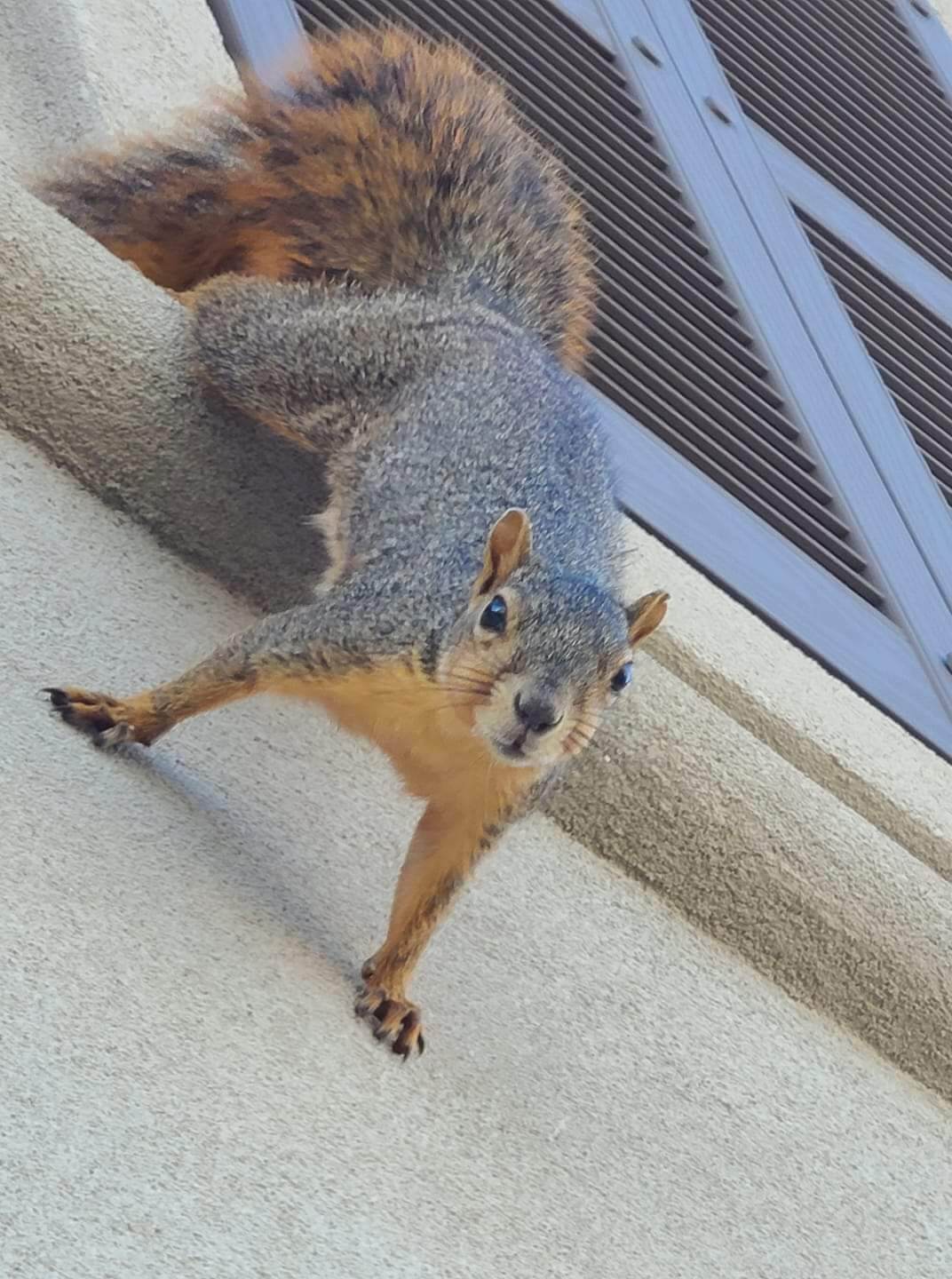 Squirrel in Attic Removal