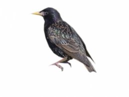 Image of Starlings