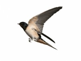 Image of a Swallow