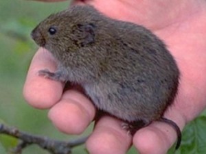 vole in a hand