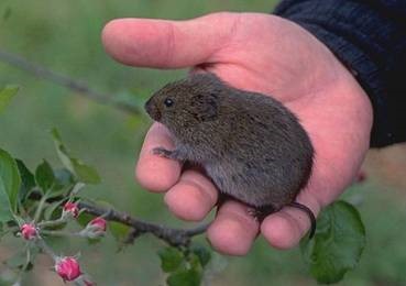 vole meadow mouse