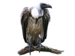 image of a vulture