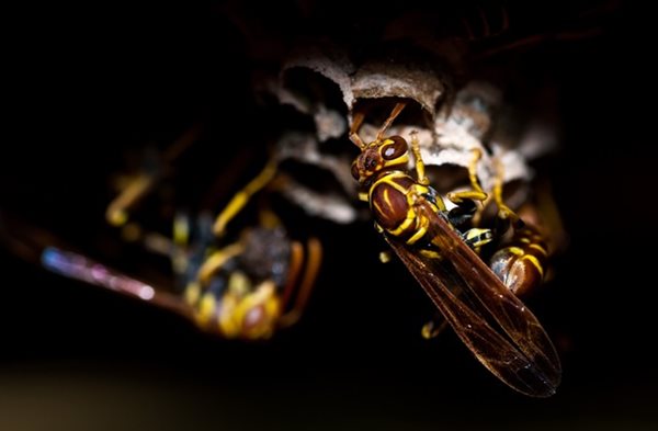 wasp in a hive